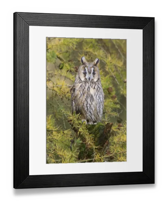 Framed Print : Long-eared Owl (Asio otus) adult, with eyes closed, perched on mossy stump amongst larch branches in woodland, Berwickshire, Scottish Borders, Scotland, october (captive) Framed Print : Long-eared Owl (Asio otus) adult, with eyes closed, perched on mossy stump amongst larch branches in woodland, Berwickshire, Scottish Borders, Scotland, october (captive)