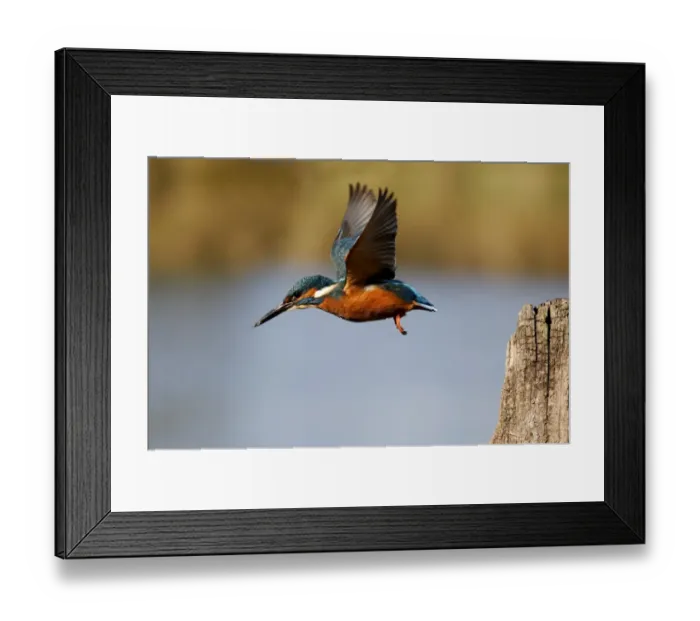 Framed Print : Common Kingfisher (Alcedo atthis) adult, in flight, taking off from post, Midlands, England, november