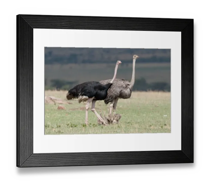 Framed Print : East African Ostrich (Struthio camelus massaicus) adult pair with chicks, standing on grassland, Masai Mara, Kenya Framed Print : East African Ostrich (Struthio camelus massaicus) adult pair with chicks, standing on grassland, Masai Mara, Kenya