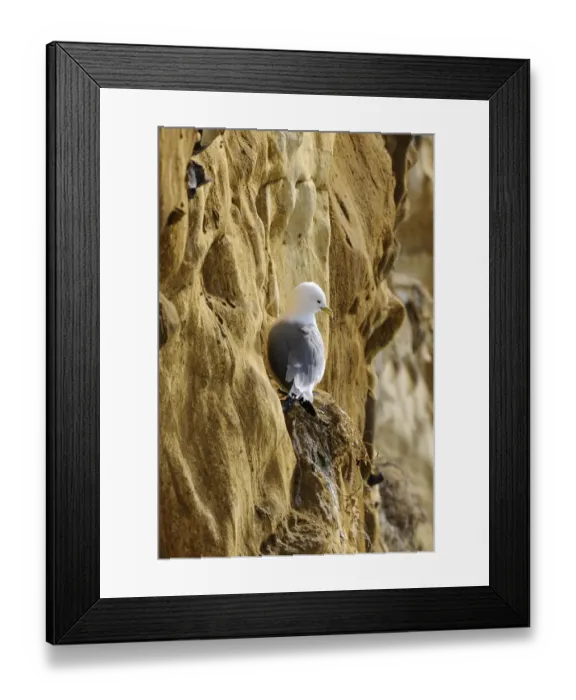 Framed Print : Black-legged Kittiwake (Rissa tridactyla) adult, resting on last years nest on cliff face, Seaford, East Sussex, England Framed Print : Black-legged Kittiwake (Rissa tridactyla) adult, resting on last years nest on cliff face, Seaford, East Sussex, England