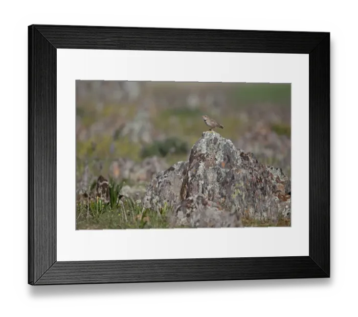 Framed Print : Calandra Lark (Melanocorypha calandra) adult, perched on rock in steppe habitat, La Serena, Badajoz, Extremadura, Spain, march Framed Print : Calandra Lark (Melanocorypha calandra) adult, perched on rock in steppe habitat, La Serena, Badajoz, Extremadura, Spain, march