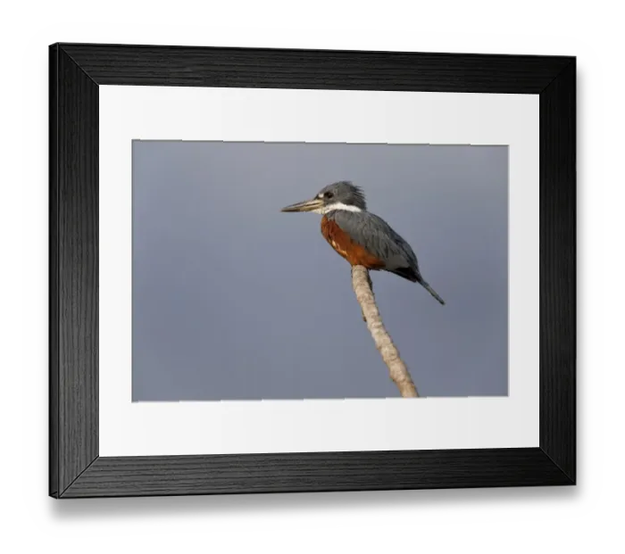 Framed Print : Ringed Kingfisher (Megaceryle torquata) adult male, perched on branch, Pantanal, Mato Grosso, Brazil Framed Print : Ringed Kingfisher (Megaceryle torquata) adult male, perched on branch, Pantanal, Mato Grosso, Brazil