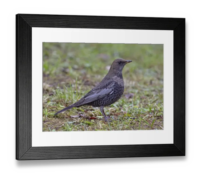 Framed Print : Ring Ouzel (Turdus torquatus) immature male, first autumn plumage, standing on ground, Finland, october Framed Print : Ring Ouzel (Turdus torquatus) immature male, first autumn plumage, standing on ground, Finland, october
