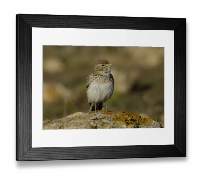 Framed Print : Lesser Short-toed Lark (Calandrella rufescens polatzeki) adult male, singing, perched on lichen covered rock, Fuerteventura, Canary Islands, march Framed Print : Lesser Short-toed Lark (Calandrella rufescens polatzeki) adult male, singing, perched on lichen covered rock, Fuerteventura, Canary Islands, march