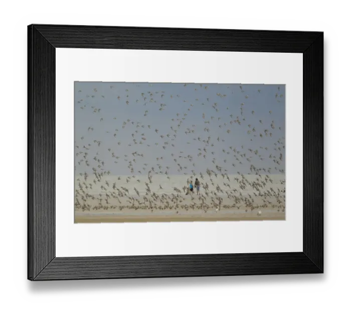 Framed Print : Knot (Calidris canutus) flock, in flight over beach, with people in background, Norfolk, England, august Framed Print : Knot (Calidris canutus) flock, in flight over beach, with people in background, Norfolk, England, august