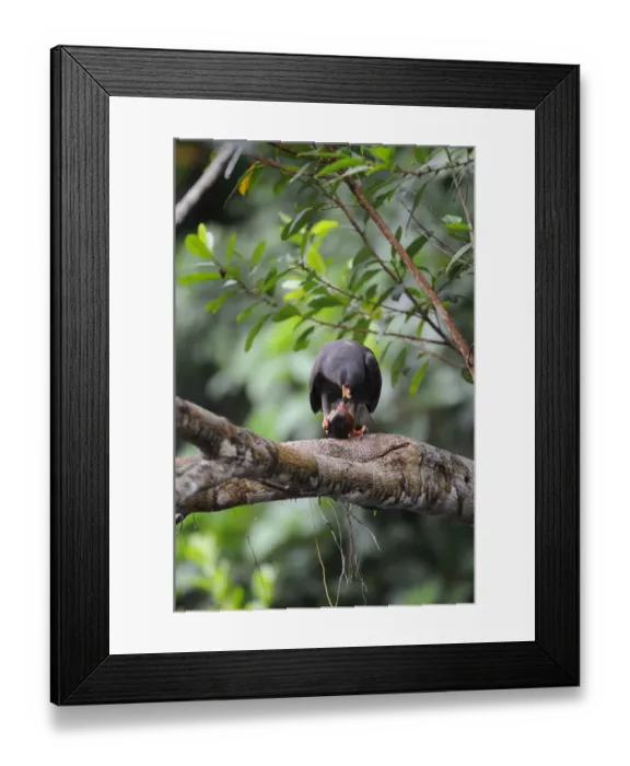 Framed Print : Snail Kite (Rostrahamus sociabilis) adult male, feeding on water snail, perched on branch, Yasuni N. P. Amazon, Ecuador Framed Print : Snail Kite (Rostrahamus sociabilis) adult male, feeding on water snail, perched on branch, Yasuni N. P. Amazon, Ecuador