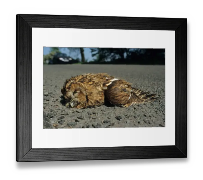 Framed Print : Tawny Owl (Strix aluco) dead adult, roadkill casualty on road, South Yorkshire, England Framed Print : Tawny Owl (Strix aluco) dead adult, roadkill casualty on road, South Yorkshire, England