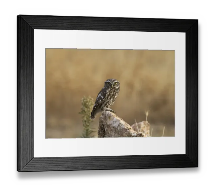 Framed Print : Little Owl (Athene noctua) adult, perched on rock, Extremadura, Spain, september Framed Print : Little Owl (Athene noctua) adult, perched on rock, Extremadura, Spain, september