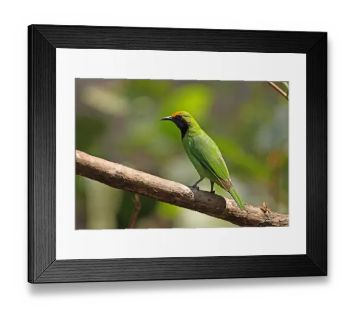 Framed Print : Golden-fronted Leafbird (Chloropsis aurifrons pridii) adult male, perched on branch, Kaeng Krachan N. P. Thailand, february Framed Print : Golden-fronted Leafbird (Chloropsis aurifrons pridii) adult male, perched on branch, Kaeng Krachan N. P. Thailand, february