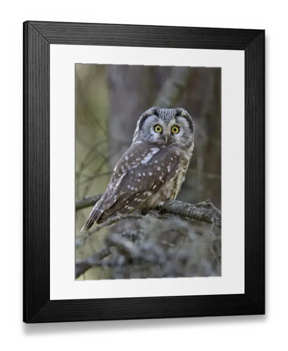 Framed Print : Tengmalm's Owl (Aegolius funereus) adult, perched on branch, Finland, may Framed Print : Tengmalm's Owl (Aegolius funereus) adult, perched on branch, Finland, may