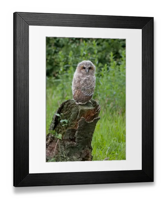 Framed Print : Tawny Owl (Strix aluco) fledgling chick, standing on stump, Suffolk, England, may