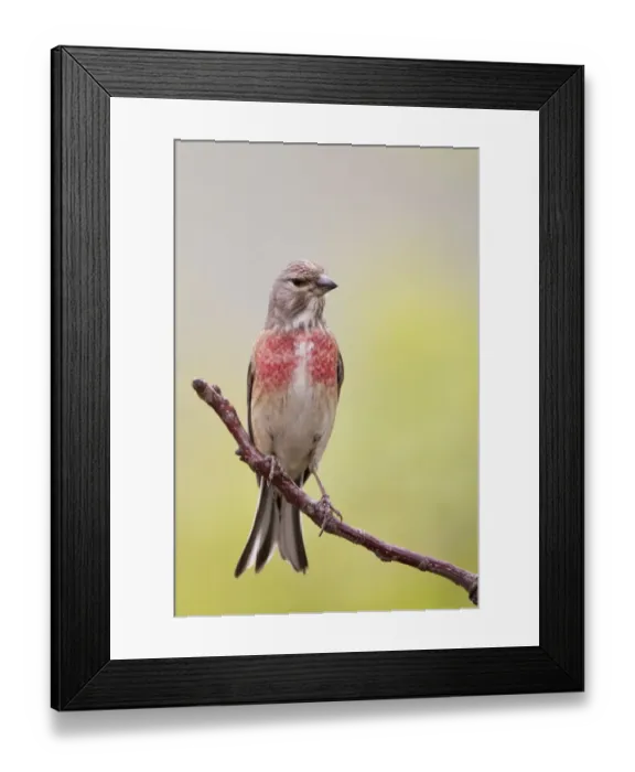 Framed Print : Eurasian Linnet (Carduelis cannabina) adult male, perched on twig, Bulgaria, may Framed Print : Eurasian Linnet (Carduelis cannabina) adult male, perched on twig, Bulgaria, may