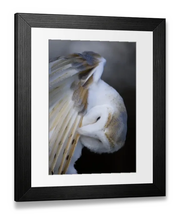 Framed Print : Barn Owl (Tyto alba) adult, preening wing feathers, England, february (captive) Framed Print : Barn Owl (Tyto alba) adult, preening wing feathers, England, february (captive)