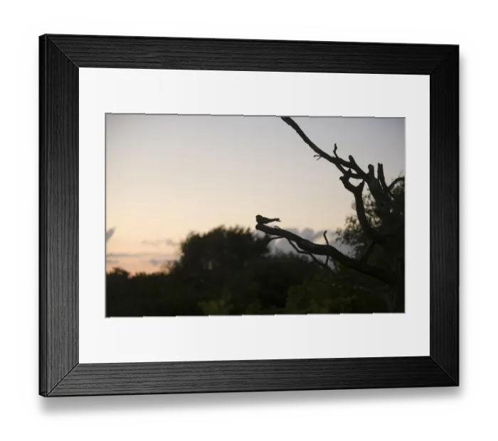 Framed Print : Eurasian Nightjar (Caprimulgus europaeus) adult male, churring on song post in heathland habitat, silhouetted at dusk, North Norfolk, England, june Framed Print : Eurasian Nightjar (Caprimulgus europaeus) adult male, churring on song post in heathland habitat, silhouetted at dusk, North Norfolk, England, june