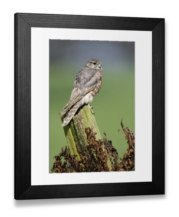 Framed Print : Merlin (Falco columbarius) adult female, perched on post, England, april (captive) Framed Print : Merlin (Falco columbarius) adult female, perched on post, England, april (captive)
