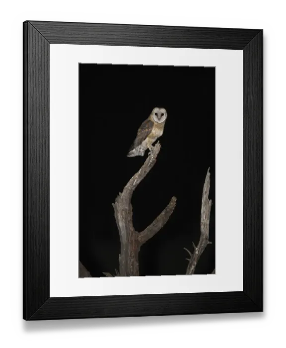 Framed Print : Barn Owl (Tyto alba affinis) adult, perched on branch of dead tree at night, Pilanesberg N. P. North West Province, South Africa Framed Print : Barn Owl (Tyto alba affinis) adult, perched on branch of dead tree at night, Pilanesberg N. P. North West Province, South Africa