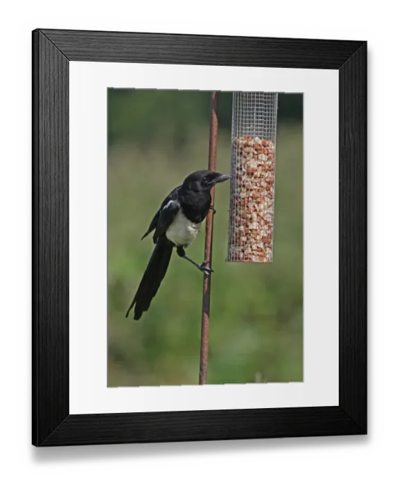 Framed Print : Common Magpie (Pica pica) juvenile, feeding at peanut feeder, Norfolk, England, july Framed Print : Common Magpie (Pica pica) juvenile, feeding at peanut feeder, Norfolk, England, july