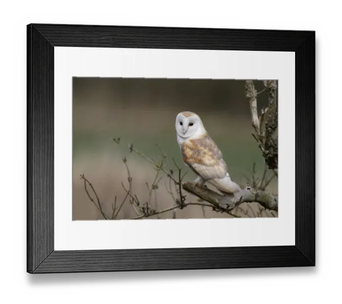 Framed Print : Barn Owl (Tyto alba) adult male, perched on dead elder branch, Leicestershire, England, march Framed Print : Barn Owl (Tyto alba) adult male, perched on dead elder branch, Leicestershire, England, march