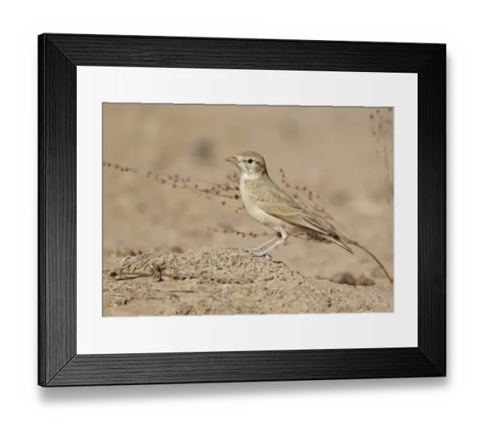 Framed Print : Bar-tailed Lark (Ammomanes cinctura) adult, standing on ground, near Erg Chebbi, Morocco, february