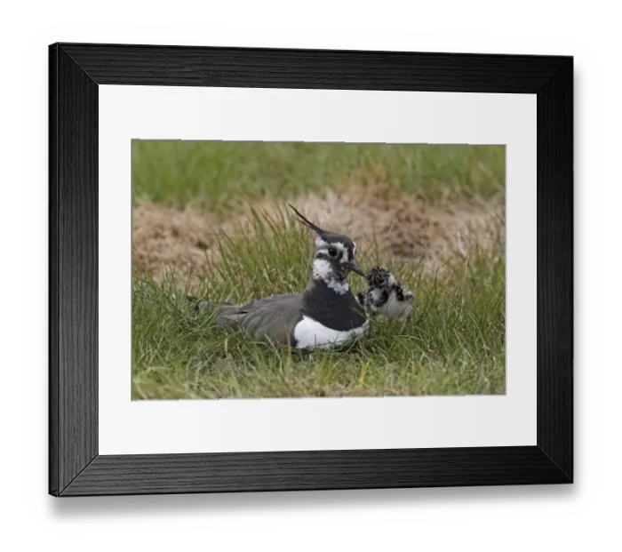 Framed Print : Northern Lapwing (Vanellus vanellus) adult female, summer plumage, sitting with chick at nest, Midlands, England, april Framed Print : Northern Lapwing (Vanellus vanellus) adult female, summer plumage, sitting with chick at nest, Midlands, England, april
