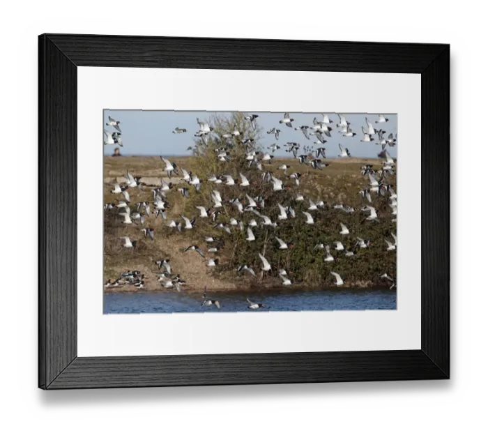 Framed Print : Eurasian Oystercatcher (Haematopus ostralegus) flock, in flight over coastal lagoon habitat, Snettisham RSPB Reserve, Norfolk, England, march Framed Print : Eurasian Oystercatcher (Haematopus ostralegus) flock, in flight over coastal lagoon habitat, Snettisham RSPB Reserve, Norfolk, England, march