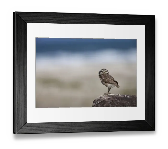 Framed Print : Burrowing Owl (Speotyto cunicularia) adult, standing on rock at beach, Ilha do Mel, Parana, Brazil Framed Print : Burrowing Owl (Speotyto cunicularia) adult, standing on rock at beach, Ilha do Mel, Parana, Brazil