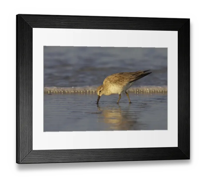 Framed Print : Knot (Calidris canutus) adult, winter plumage, feeding along shore, Fort de Soto, Florida, U. S. A Framed Print : Knot (Calidris canutus) adult, winter plumage, feeding along shore, Fort de Soto, Florida, U. S. A