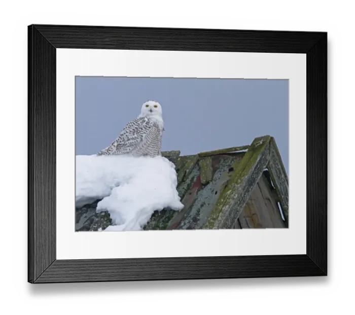 Framed Print : Snowy Owl (Nyctea scandiaca) immature male, first winter plumage, perched on snow covered barn roof, Finland, march Framed Print : Snowy Owl (Nyctea scandiaca) immature male, first winter plumage, perched on snow covered barn roof, Finland, march