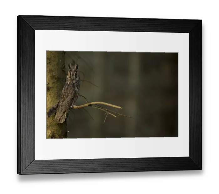 Framed Print : Long-eared Owl (Asio otus) adult, perched on conifer in plantation, North Yorkshire, England, november (captive) Framed Print : Long-eared Owl (Asio otus) adult, perched on conifer in plantation, North Yorkshire, England, november (captive)