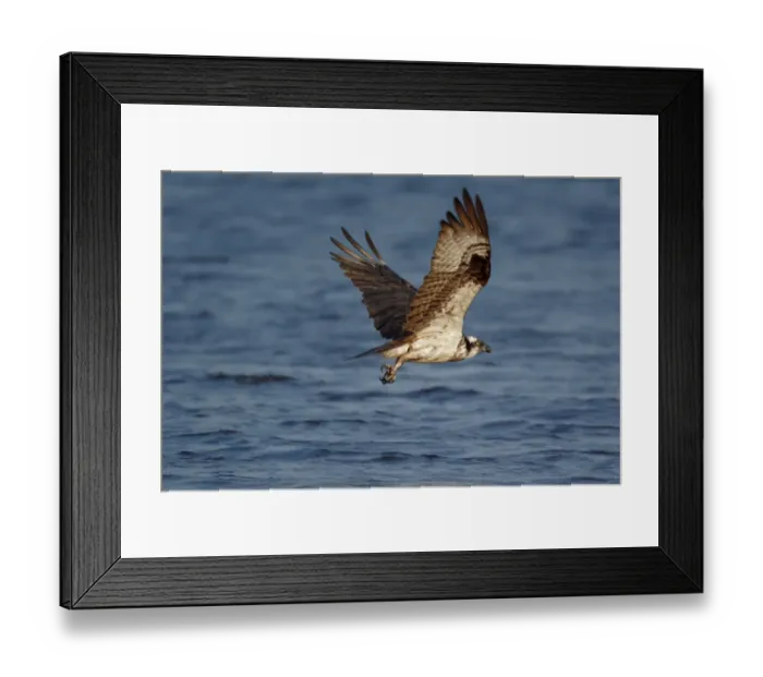 Framed Print : Osprey (Pandion haliaetus) adult, in flight over water, North Michigan, U. S. A. june Framed Print : Osprey (Pandion haliaetus) adult, in flight over water, North Michigan, U. S. A. june