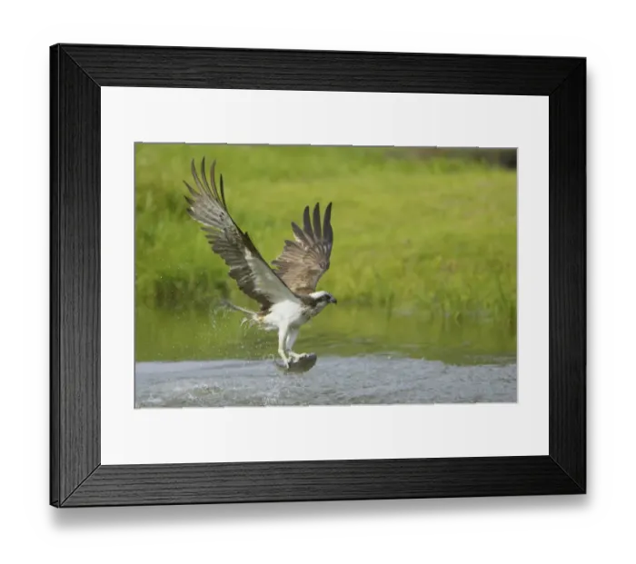 Framed Print : Osprey (Pandion haliaetus) adult, in flight, catching fish in talons, Finland Framed Print : Osprey (Pandion haliaetus) adult, in flight, catching fish in talons, Finland