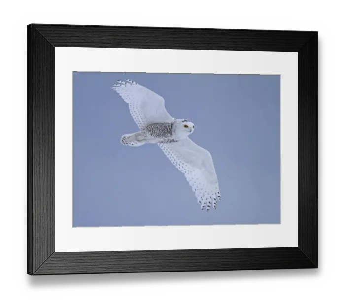 Framed Print : Snowy Owl (Nyctea scandiaca) immature male, first winter plumage, in flight, Finland, march Framed Print : Snowy Owl (Nyctea scandiaca) immature male, first winter plumage, in flight, Finland, march