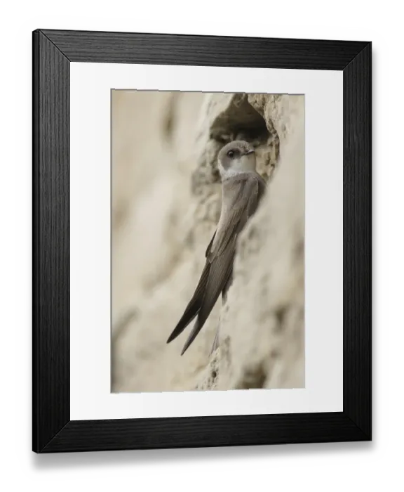 Framed Print : Sand Martin (Riparia riparia) adult, at nesting burrow in artificial sandstone wall nestsite, West Yorkshire, England, may Framed Print : Sand Martin (Riparia riparia) adult, at nesting burrow in artificial sandstone wall nestsite, West Yorkshire, England, may