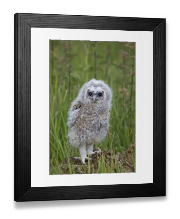 Framed Print : Tawny Owl (Strix aluco) chick, standing on stump, may (captive) Framed Print : Tawny Owl (Strix aluco) chick, standing on stump, may (captive)