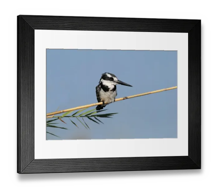 Framed Print : Pied Kingfisher (Ceryle rudis) adult female, perched on stem, Okavango Delta, Botswana Framed Print : Pied Kingfisher (Ceryle rudis) adult female, perched on stem, Okavango Delta, Botswana