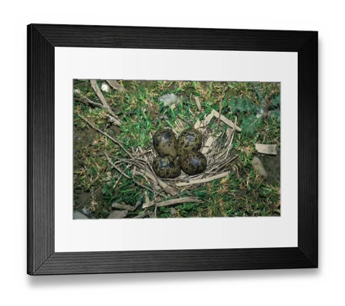Framed Print : Lapwing (Vanellus vanellus) Nest with eggs Framed Print : Lapwing (Vanellus vanellus) Nest with eggs