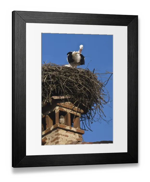 Framed Print : Little Owl (Athene noctua) adult, roosting on chimney, with White Stork (Ciconia ciconia) adult, preening on nest, Italy Framed Print : Little Owl (Athene noctua) adult, roosting on chimney, with White Stork (Ciconia ciconia) adult, preening on nest, Italy