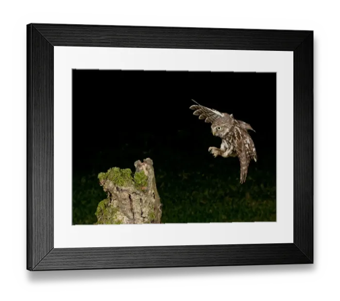 Framed Print : Little Owl (Athene noctua) adult, in flight, landing on stump at night, Pevensey Levels, East Sussex, England Framed Print : Little Owl (Athene noctua) adult, in flight, landing on stump at night, Pevensey Levels, East Sussex, England