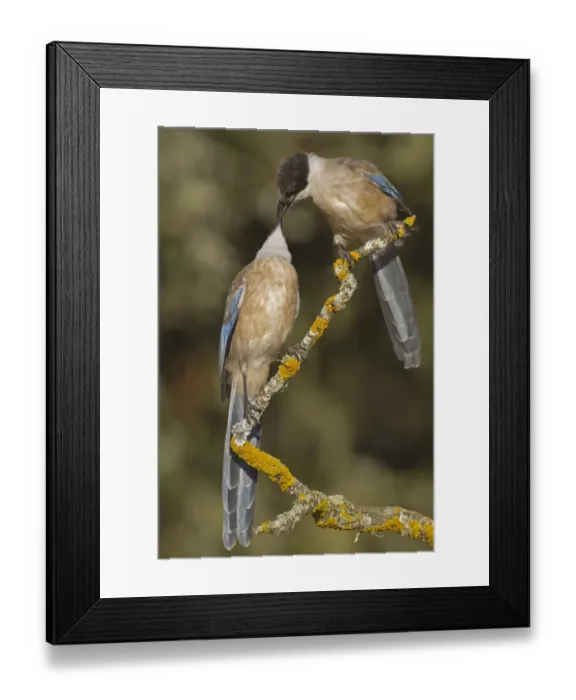 Framed Print : Azure-winged Magpie (Cyanopica cyana) two juveniles, interacting, perched on branch, Northern Spain, july Framed Print : Azure-winged Magpie (Cyanopica cyana) two juveniles, interacting, perched on branch, Northern Spain, july