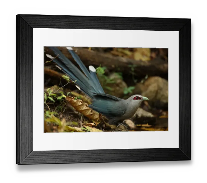 Framed Print : Green-billed Malkoha (Phaenicophaeus tristis longicaudatus) adult, drinking at pool, Kaeng Krachan N. P. Thailand, january