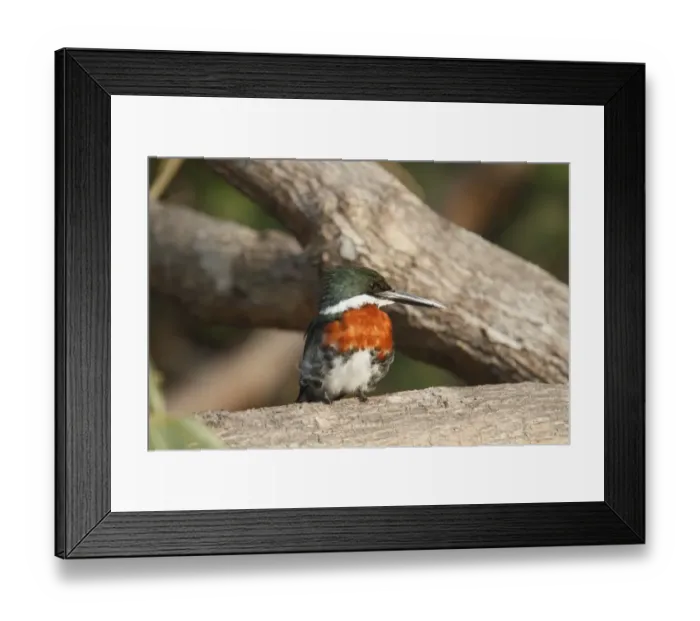 Framed Print : Green Kingfisher (Chloroceryle americana) adult male, perched on branch, Pantanal, Mato Grosso, Brazil Framed Print : Green Kingfisher (Chloroceryle americana) adult male, perched on branch, Pantanal, Mato Grosso, Brazil