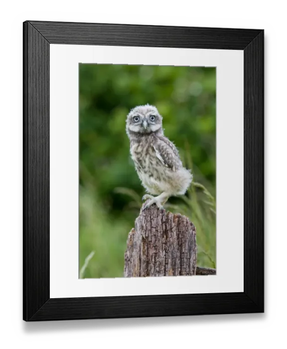 Framed Print : Little Owl (Athene noctua) fledgling chick, standing on fence, Suffolk, England, may Framed Print : Little Owl (Athene noctua) fledgling chick, standing on fence, Suffolk, England, may