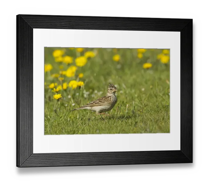 Framed Print : Skylark (Alauda arvensis) adult, with crest raised, foraging in grassland with dandelions, Warwickshire, England, june
