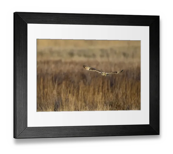Framed Print : Short-eared Owl (Asio flammeus) adult, in flight, hunting over rough grassland, Isle of Sheppey, Kent, England, december Framed Print : Short-eared Owl (Asio flammeus) adult, in flight, hunting over rough grassland, Isle of Sheppey, Kent, England, december