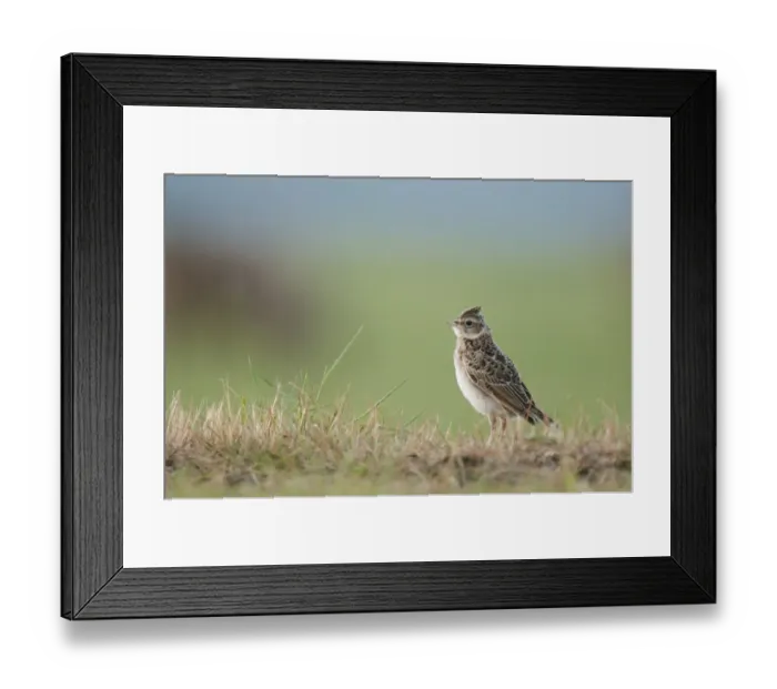 Framed Print : Skylark (Alauda arvensis) juvenile, standing on grass, North Kent Marshes, Isle of Sheppey, Kent, England, may