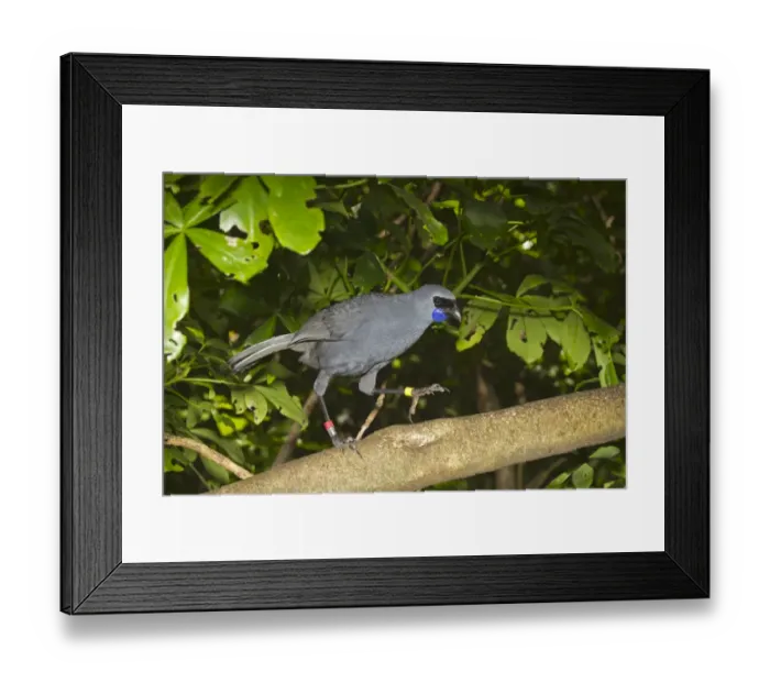 Framed Print : North Island Kokako (Callaeas cinerea wilsoni) adult, wearing leg rings, walking along branch, Tiritiri Matangi Island, Hauraki Gulf, North Island, New Zealand, november Framed Print : North Island Kokako (Callaeas cinerea wilsoni) adult, wearing leg rings, walking along branch, Tiritiri Matangi Island, Hauraki Gulf, North Island, New Zealand, november