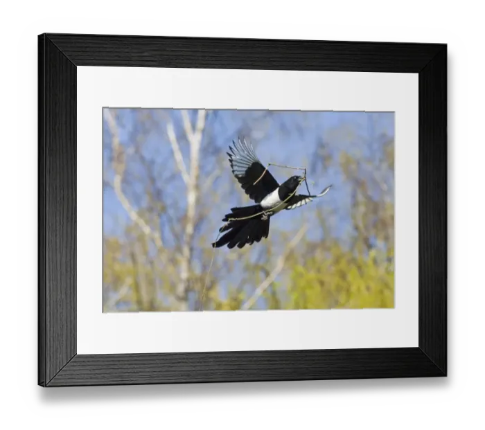 Framed Print : Common Magpie (Pica pica) adult, in flight, collecting nesting material, Kent, England, spring Framed Print : Common Magpie (Pica pica) adult, in flight, collecting nesting material, Kent, England, spring
