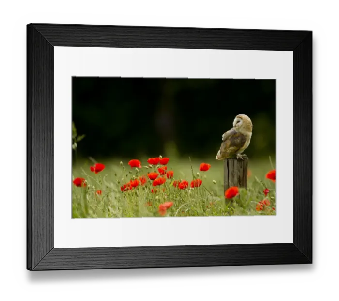 Framed Print : Barn Owl (Tyto alba) adult, perched on post in field amongst flowering poppies, South Yorkshire, England, june (captive) Framed Print : Barn Owl (Tyto alba) adult, perched on post in field amongst flowering poppies, South Yorkshire, England, june (captive)