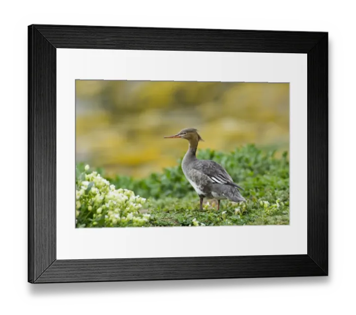 Framed Print : Red-breasted Merganser (Mergus serrator) adult female, standing, Farne Islands, Northumberland, England, june