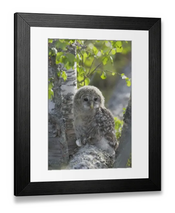 Framed Print : Ural Owl (Strix uralensis) mature chick, recently fledged, perched on branch in birch tree, Finland